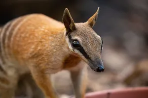 Wls Numbat 9867Benholgate