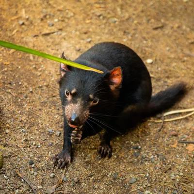 Dharra The Tasmanian Devil 10