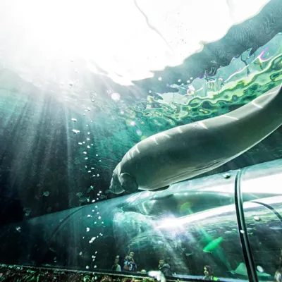 Pig The Dugong Swims Above The Tunnels Lowres