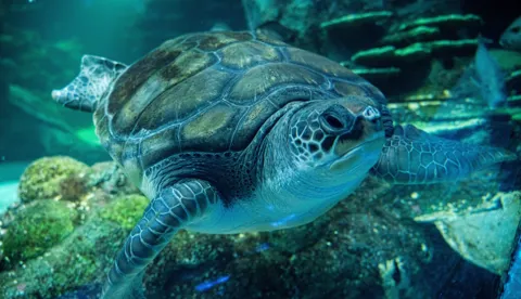 Plugga Seaturtle