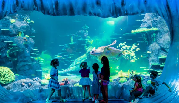 Sealife Sydney Cluster Image