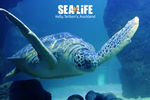 Nz Attraction Image
