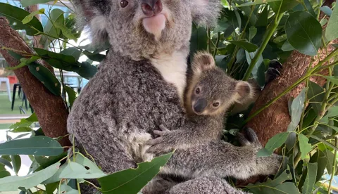 Iluka Koalajoeymothersday