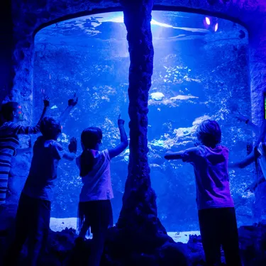 SLSA Night Creatures 2